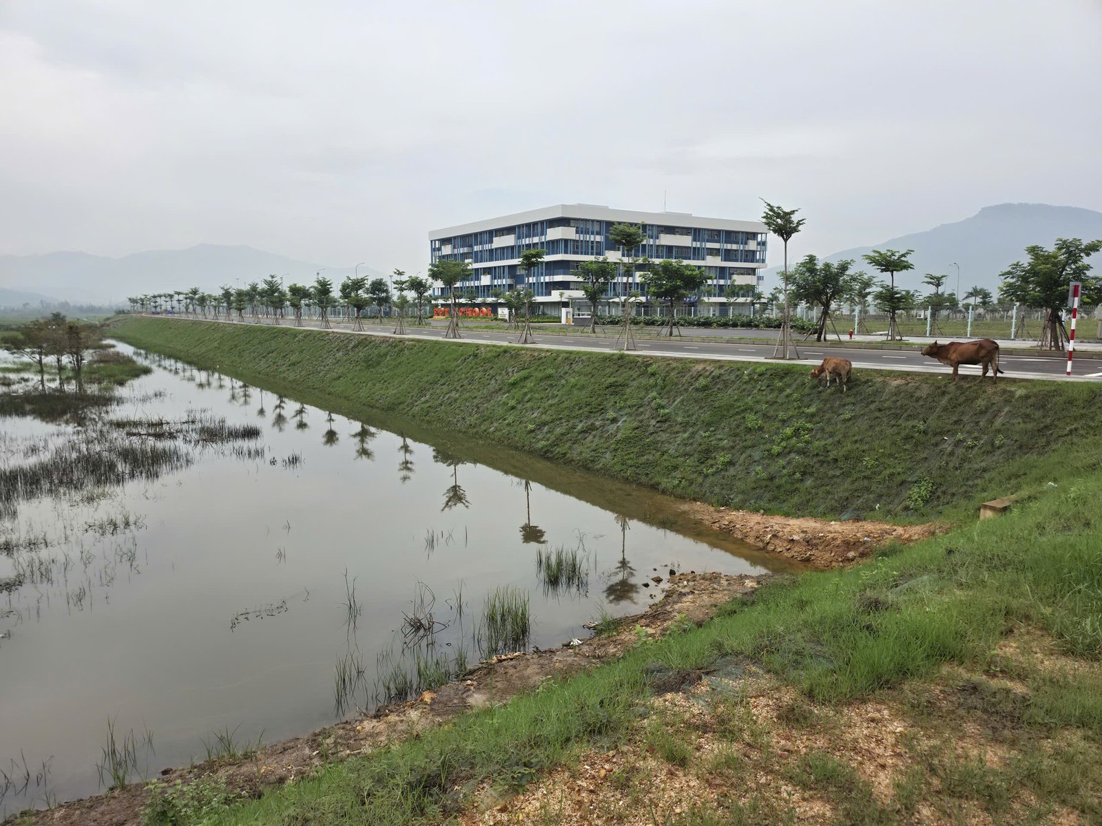 TerraGreen R & P – Thảm chống xói mòn xơ dừa, phủ xanh mái dốc (ECB) 3 Thảm xơ dừa TerraGreen ECB sau thi công, cỏ đã mọc khoảng 5–8 tháng