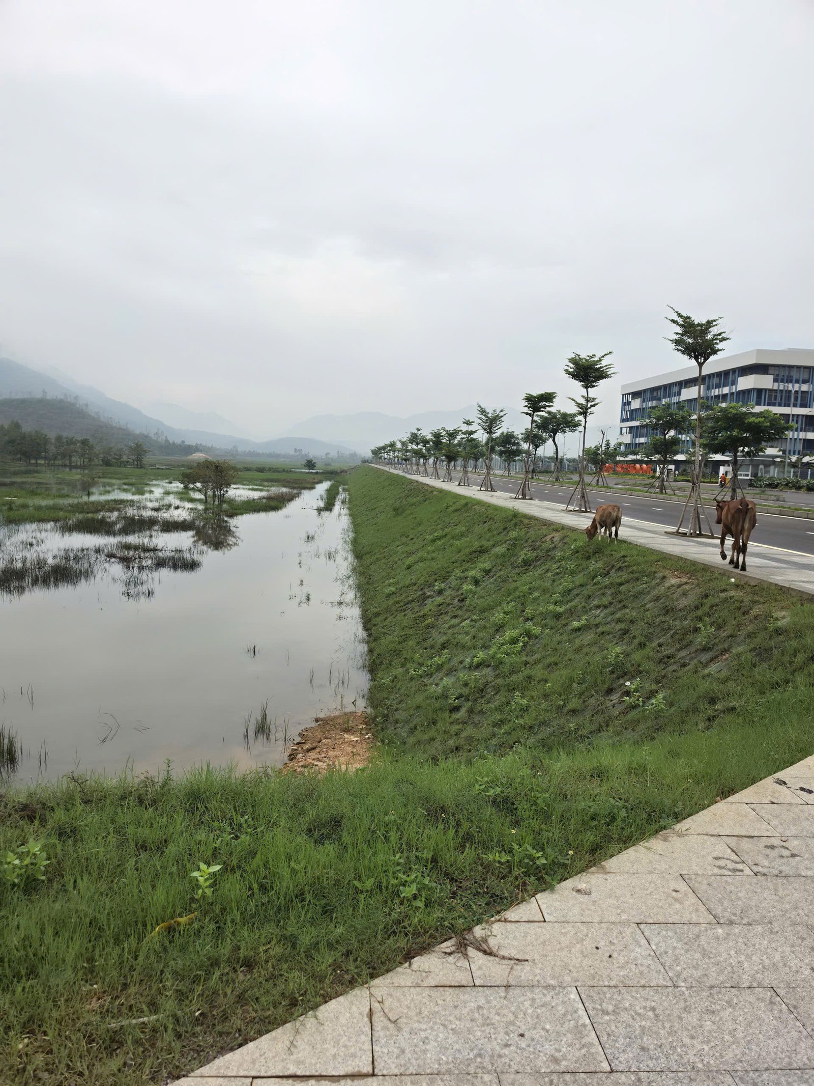 TerraGreen R & P – Thảm chống xói mòn xơ dừa, phủ xanh mái dốc (ECB) 4 Mái phủ thảm xơ dừa TerraGreen ECB, cỏ mọc khoảng 5–8 tháng